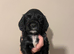 4 beautiful puppys looking for there forever home