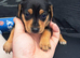 Jack Russell x chihuahua puppies