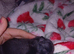 Kc pom puppies
