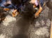 Cutest Miniature Dachshund Pups For Sale