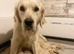 Retriever puppies - full health testing.