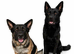 KC German shepherd puppies