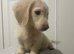 READY NOWWW. Longhaired mini cream boy
