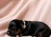 ️Beautiful Jack Russell puppies️