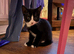 Male kitten