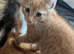 Three beautiful kittens for sale.