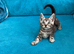 Rare marbled Bengal