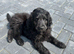 F1B Rare black standard Goldendoodle puppies in North Wales