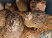 Coturnix Jumpo quails