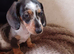 5 beautiful little dachshund puppies