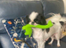 Beautiful Japanese chin puppies