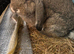 Lop brothers bucks