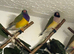 Gouldian finches
