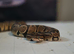 Cb25 orange dream currently in shed