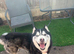 Beautiful male siberian husky