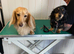 Mini Longhaired English Cream Dachshund Puppies