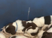 Lovely English Springer Spaniel pups