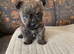 Cairn terrier puppies