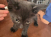 3 beautiful kittens