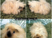 Baby Guinea Pigs in Camborne