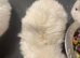 Three  beautiful mini lop