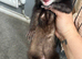 Sandy ferret and a sable mask ferret