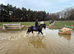 Super safe maxi cob