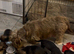 Wire-haired Dacshund puppies
