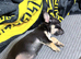 9 weeks old jack Russell cross Chihuahua