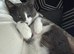 Blue and white male cat