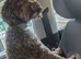 cockapoo READ FULLY