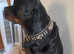 Rottweiler stud