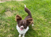 Chihuahua stud