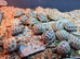 Juvenile Horsfield Tortoises ready to go!