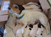Stunning Jack Russell,Hastings