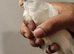 Various cockatiels for sale - breeders and young