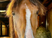 Show Quality Registered Welsh Section C Gelding