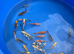koi carp High Grade From &pound;5 each