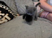 BSH 3 lilac 3 blue male and female ready now