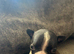 Boston Terrier Puppies