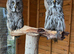 Pair of Great Grey Owls
