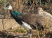 Peafowl for sale