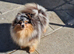 Tiny gorgeous tri colour merle pomeranian female two blue eyes