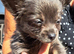 Chihuahua puppies