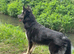 German Shepard puppies