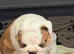 Stunning chunky boy KC Registered