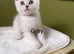 BSH Silver/Black Tipped GCCF Registered