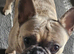Adorable frenchie