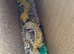 2 leopard geckos and tank