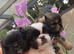 Pekingese puppies